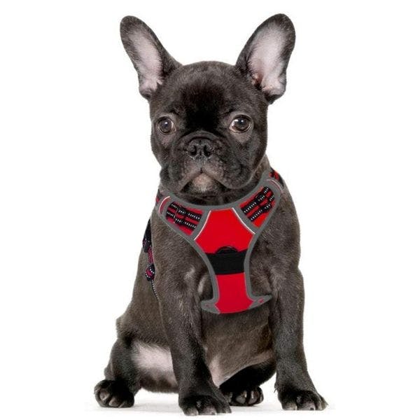 Eagloo dog harness instructions best sale